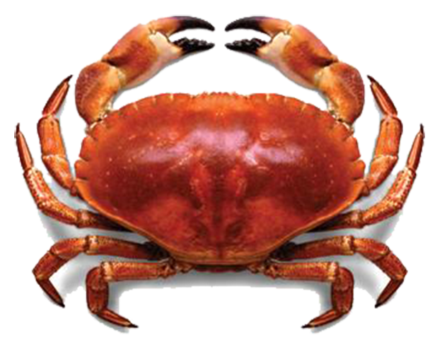 English-Philosophy-Crab