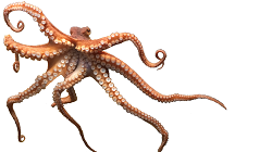 Octopus - English Philosophy