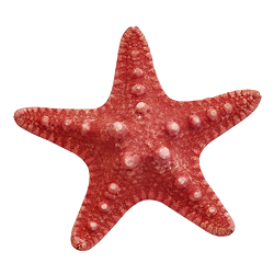 Starfish - English Philosophy