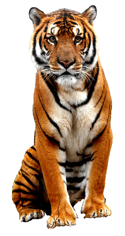 Tiger-English-Philosophy