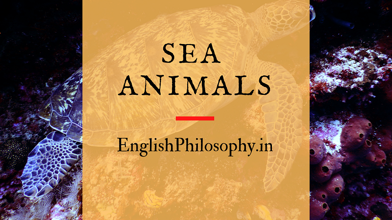 Sea Animals - English Philosophy