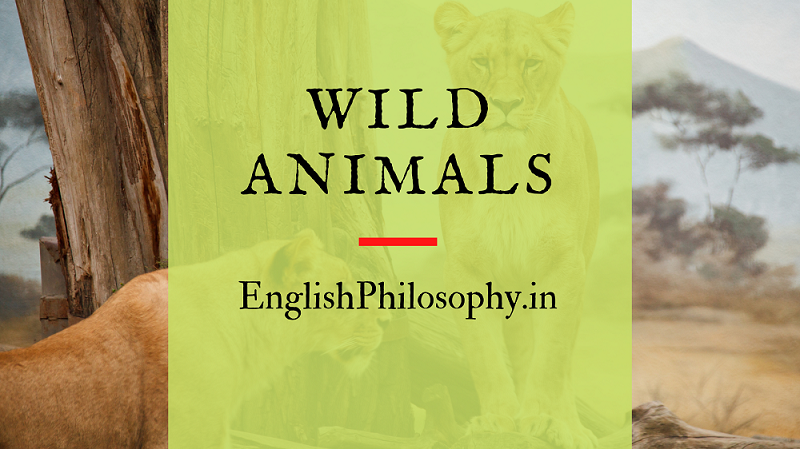 Wild Animals | Vocabulary | Full List | With images - English Philosophy
