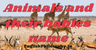 Animals and their babies name - English Philosophy
