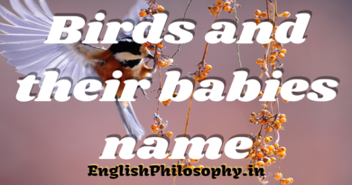 Birds and their babies name - English Philosophy