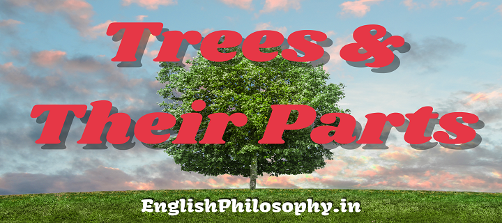 Trees And Their Parts - English Philosophy